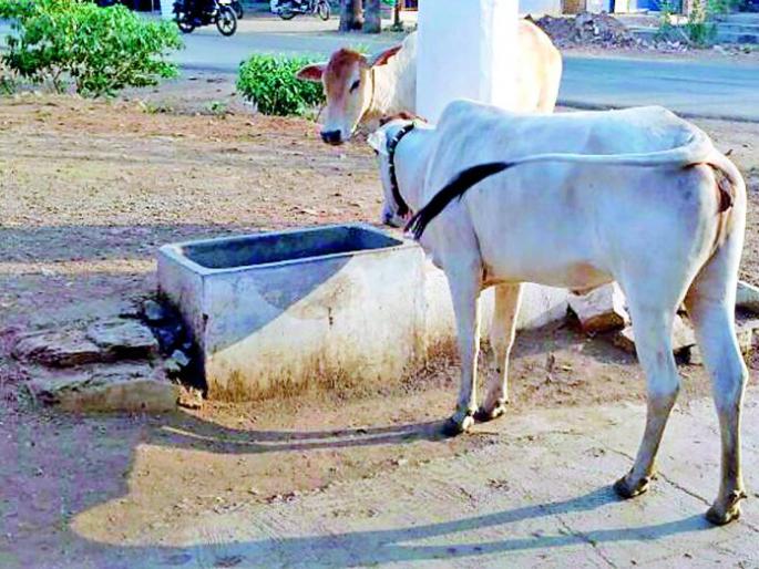 Animal love is also practiced by the lower-level businessman | पीठगिरणी व्यावसायिकाने जोपासले असेही पशुप्रेम Animal love is also practiced by the lower-level businessman | पीठगिरणी व्यावसायिकाने जोपासले असेही पशुप्रेम