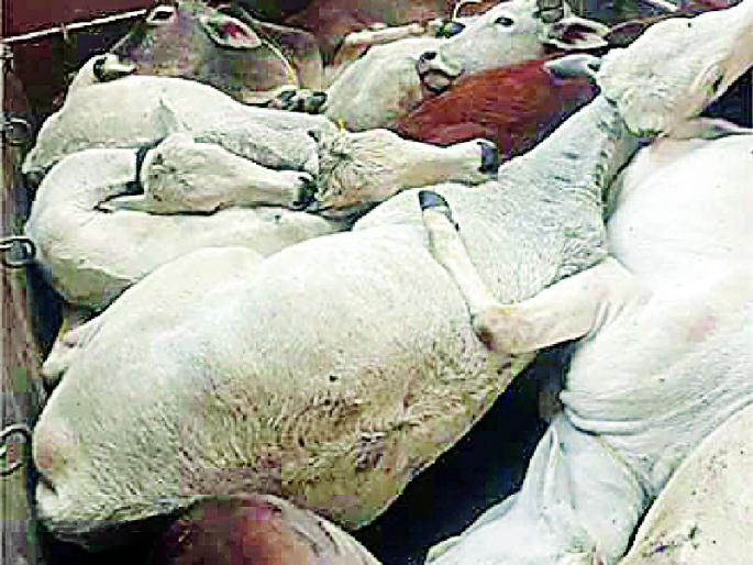 Pran survived the carcasses leaving ten villagers | कत्तलीसाठी जाणाऱ्या दहा गार्इंचे वाचविले प्राण Pran survived the carcasses leaving ten villagers | कत्तलीसाठी जाणाऱ्या दहा गार्इंचे वाचविले प्राण