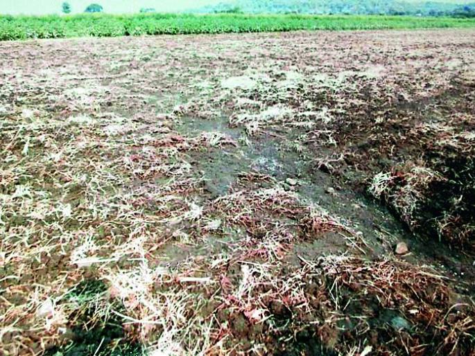 The canal water enters the field | कालव्याचे पाणी शेतात शिरले The canal water enters the field | कालव्याचे पाणी शेतात शिरले