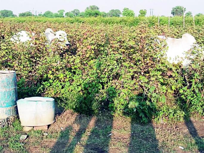 Odor outbreaks; The cattle left in the field | अळ्यांचा प्रकोप; शेतात सोडली गुरे Odor outbreaks; The cattle left in the field | अळ्यांचा प्रकोप; शेतात सोडली गुरे
