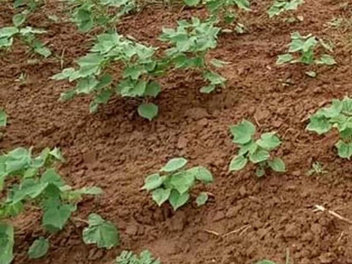 Sowing on thousands of hectares found in danger | हजारो हेक्टरवरील पेरणी सापडली धोक्यात Sowing on thousands of hectares found in danger | हजारो हेक्टरवरील पेरणी सापडली धोक्यात