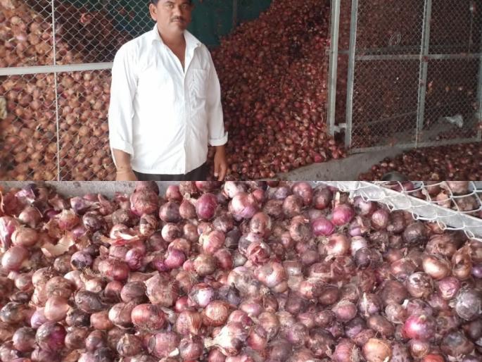 The onion rotted due to application of urea fertilizer from an unknown Isma | अज्ञात इसमाकडून चाळीत युरिया खत टाकल्याने कांदा सडला The onion rotted due to application of urea fertilizer from an unknown Isma | अज्ञात इसमाकडून चाळीत युरिया खत टाकल्याने कांदा सडला