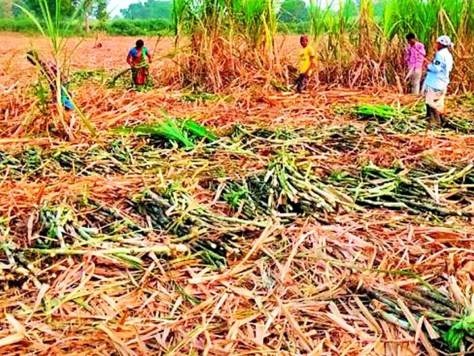 The area under sugarcane cultivation in the district has increased by one thousand hectares this year | जिल्ह्यात उसाचे लागवड क्षेत्र यंदा एक हजार हेक्टरने वाढले The area under sugarcane cultivation in the district has increased by one thousand hectares this year | जिल्ह्यात उसाचे लागवड क्षेत्र यंदा एक हजार हेक्टरने वाढले