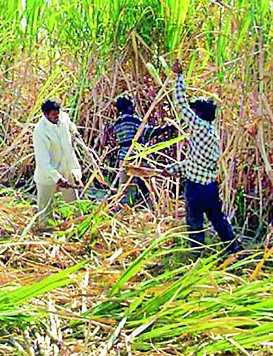 Migration of sugarcane laborers | ऊसतोड मजुरांचे स्थलांतर Migration of sugarcane laborers | ऊसतोड मजुरांचे स्थलांतर