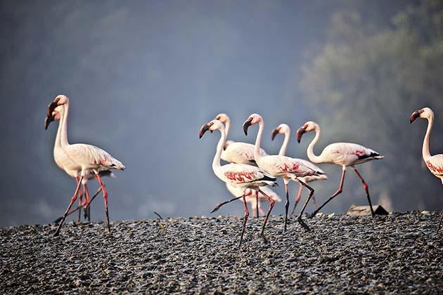 Changing techniques of bird studies.. | पक्ष्यांच्या अभ्यासाचे बदलते तंत्र Changing techniques of bird studies.. | पक्ष्यांच्या अभ्यासाचे बदलते तंत्र