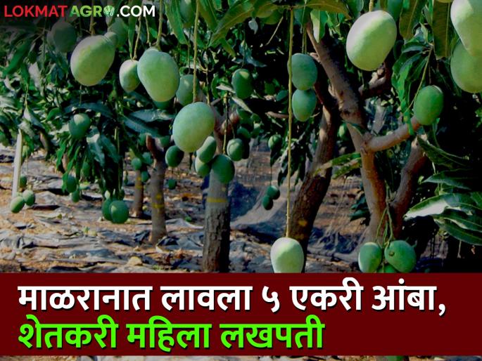 A saffron mango garden was planted on 5 acres of silt in the Malran land, got a production of 55 lakhs! | माळरान जमिनीत ५ एकरावर फुलविली केशर आंब्याची बाग , मिळाले ५५ लाखांचे उत्पादन! A saffron mango garden was planted on 5 acres of silt in the Malran land, got a production of 55 lakhs! | माळरान जमिनीत ५ एकरावर फुलविली केशर आंब्याची बाग , मिळाले ५५ लाखांचे उत्पादन!