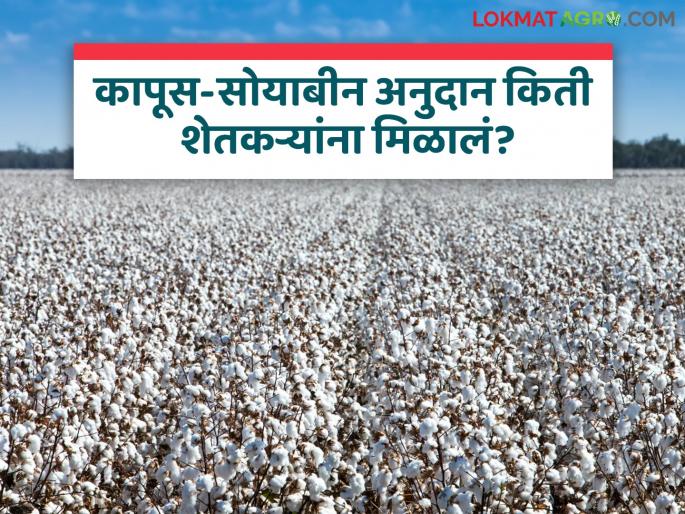Cotton Soybean Subsidy Did you get the cotton soybean subsidy Why has the speed of subsidy distribution slowed down? | Cotton Soybean Subsidy : कापूस-सोयाबीन अनुदान तुम्हाला मिळालं? अनुदान वितरणाची गती का मंदावली? Cotton Soybean Subsidy Did you get the cotton soybean subsidy Why has the speed of subsidy distribution slowed down? | Cotton Soybean Subsidy : कापूस-सोयाबीन अनुदान तुम्हाला मिळालं? अनुदान वितरणाची गती का मंदावली?