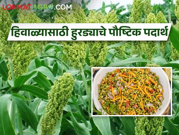 Make this easy and delicious hurda dish in growing cold weather | वाढत्या थंडीत करा हुरड्याचे हे सोपे अन् रुचकर पदार्थ Make this easy and delicious hurda dish in growing cold weather | वाढत्या थंडीत करा हुरड्याचे हे सोपे अन् रुचकर पदार्थ