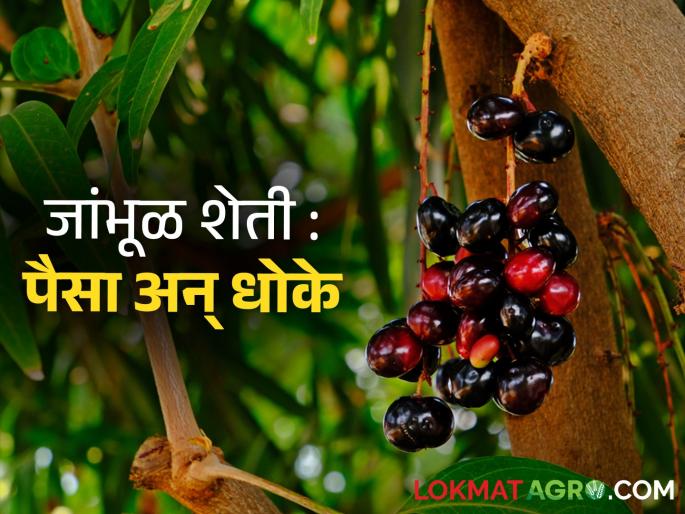 Planting jambhul cultivation farmer horticultureThere are risks money Know in detail | जांभूळ लागवड करताय? जेवढे पैसे मिळतात तेवढेच आहेत धोके! जाणून घ्या सविस्तर Planting jambhul cultivation farmer horticultureThere are risks money Know in detail | जांभूळ लागवड करताय? जेवढे पैसे मिळतात तेवढेच आहेत धोके! जाणून घ्या सविस्तर