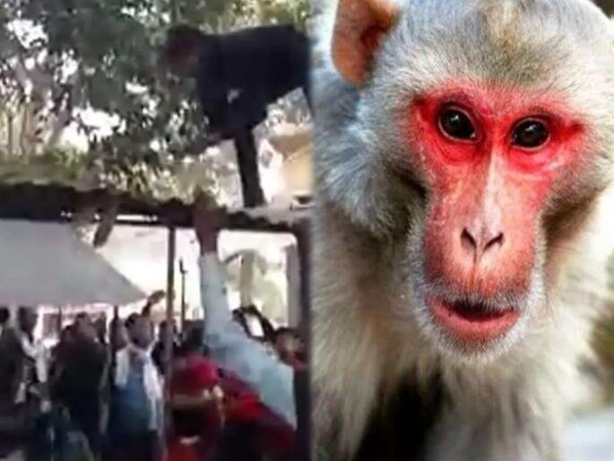 Monkey loot four lakh from elderly man and started throwing currency | VIDEO : माकड चार लाख रूपये असलेली बॅग घेऊन पळालं अन् झाडावरून पैशांचा पाऊस पाडू लागलं..... Monkey loot four lakh from elderly man and started throwing currency | VIDEO : माकड चार लाख रूपये असलेली बॅग घेऊन पळालं अन् झाडावरून पैशांचा पाऊस पाडू लागलं.....