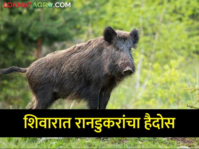 Rohi, the wild boars swarmed with haydos, the peasants were exasperated; Where did the forest department patrol go? | रोही, रानडुकरांचा शिवारात हैदोस, शेतकरी वैतागले; वन विभागाची गस्त गेली कुठे? Rohi, the wild boars swarmed with haydos, the peasants were exasperated; Where did the forest department patrol go? | रोही, रानडुकरांचा शिवारात हैदोस, शेतकरी वैतागले; वन विभागाची गस्त गेली कुठे?