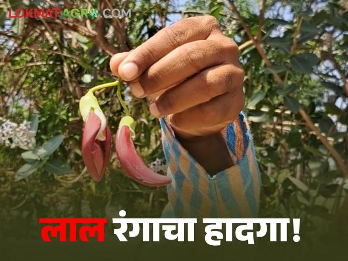 Red Flowering and leafy vegetables; A strong source of calcium and vitamin 'A' | लाल रंगाचा हादगा! फुलांची अन् पानांची होते भाजी! Red Flowering and leafy vegetables; A strong source of calcium and vitamin 'A' | लाल रंगाचा हादगा! फुलांची अन् पानांची होते भाजी!