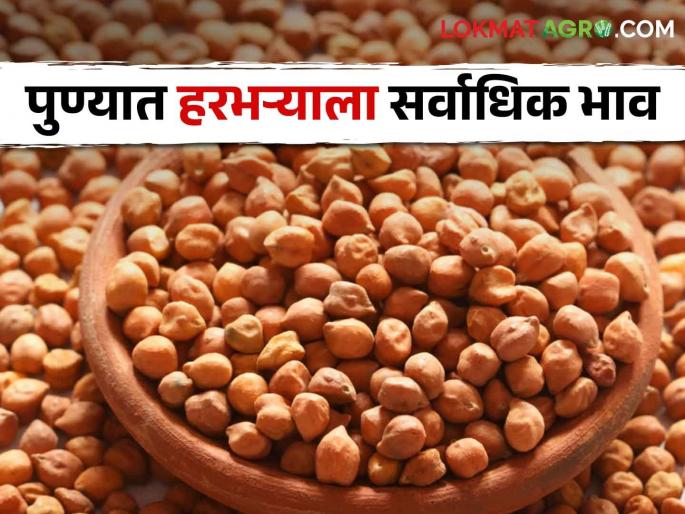 Maharashtra harbhara market: Harbhara fetches the highest price per quintal in the Pune market committee. | पुणे बाजारसमितीत हरभऱ्याला सर्वाधिक भाव, क्विंटलमागे मिळताहेत… Maharashtra harbhara market: Harbhara fetches the highest price per quintal in the Pune market committee. | पुणे बाजारसमितीत हरभऱ्याला सर्वाधिक भाव, क्विंटलमागे मिळताहेत…