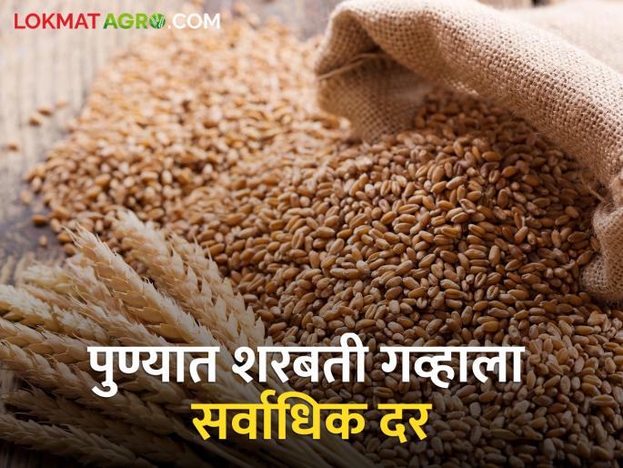 The highest price for Sharbati wheat in Pune, what is the price getting in the rest of the market committee? | पुण्यात शरबती गव्हाला सर्वाधिक दर, उर्वरित बाजारसमितीत काय मिळतोय भाव? The highest price for Sharbati wheat in Pune, what is the price getting in the rest of the market committee? | पुण्यात शरबती गव्हाला सर्वाधिक दर, उर्वरित बाजारसमितीत काय मिळतोय भाव?