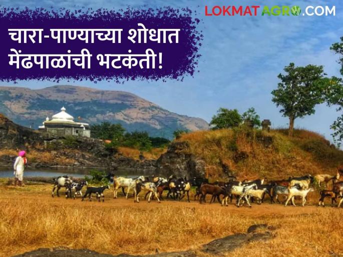 Shepherds wander in the forest in search of fodder and water; Migration continues with families in Sinnar taluka | चारा अन पाण्याच्या शोधासाठी मेंढपाळांची रानावनात होते भटकंती; सिन्नर तालुक्यात कुटुंबासह सुरू आहे स्थलांतर 