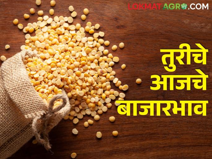 maharashtra agriculture farmer today tur rates market yard market price | तुरीला किती मिळतोय दर? जाणून घ्या सविस्तर maharashtra agriculture farmer today tur rates market yard market price | तुरीला किती मिळतोय दर? जाणून घ्या सविस्तर