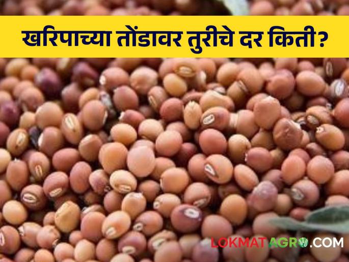 Market Yard Tur Rate How much rate of the tur stored by the farmers at the mouth of Kharipa? | Market Yard Tur Rate : खरिपाच्या तोंडावर शेतकऱ्यांनी साठवून ठेवलेल्या तुरीला किती मिळतोय दर? Market Yard Tur Rate How much rate of the tur stored by the farmers at the mouth of Kharipa? | Market Yard Tur Rate : खरिपाच्या तोंडावर शेतकऱ्यांनी साठवून ठेवलेल्या तुरीला किती मिळतोय दर?