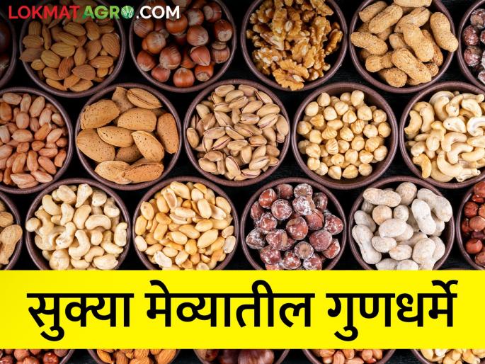 Which dry fruits have what nutritional properties? Find out.. | कोणत्या सुक्या मेव्यामध्ये कोणती गुणधर्मे? जाणून घ्या.. Which dry fruits have what nutritional properties? Find out.. | कोणत्या सुक्या मेव्यामध्ये कोणती गुणधर्मे? जाणून घ्या..