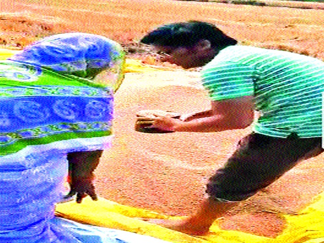 The wheat fields in the field are open | शेतातील गव्हाची रास केली खुली