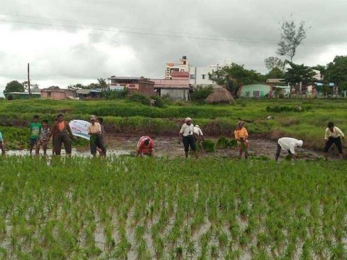 Kharif sowing on 129 lakh hectares in the state | राज्यात १२९ लाख हेक्टरवर खरिपाची पेरणी, भात लावणी अंतिम टप्प्यात