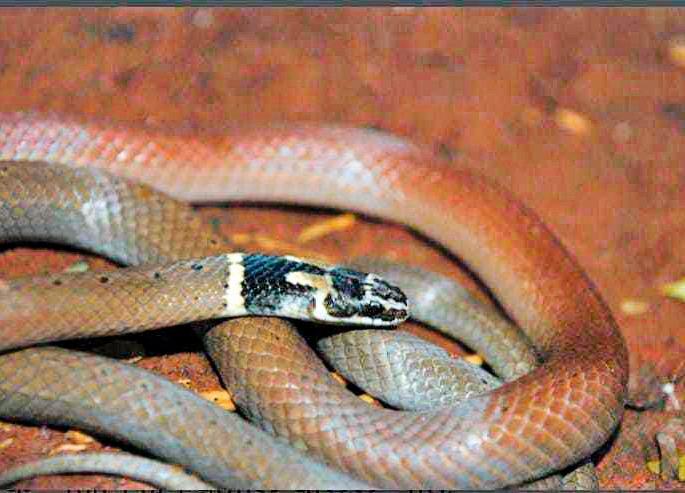 Extremely rare black snake found in Wardha district | वर्धा जिल्ह्यात आढळला अतिदुर्मिळ काळडोक्या साप