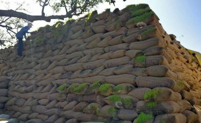 Ten lakh quintals of paddy opened in Bhandara district | भंडारा जिल्ह्यात दहा लाख क्विंटल धान उघड्यावर Ten lakh quintals of paddy opened in Bhandara district | भंडारा जिल्ह्यात दहा लाख क्विंटल धान उघड्यावर