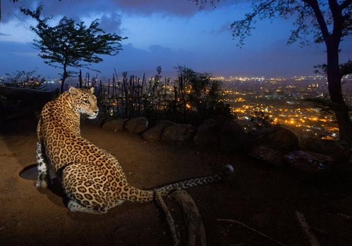 A leopard roaming in Nagpur reached the old High Court premises | नागपुरात फिरणारा बिबट्या पोहोचला जुन्या हायकोर्ट परिसरात