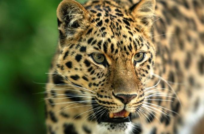 Leopard's body was found in Nagbhid forest area | नागभीड वनपरिक्षेत्रात बिबट्याचा मृतदेह आढळला
