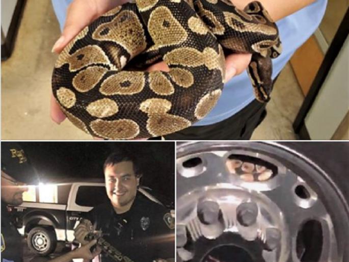 woman found 3 foot long python from her car tire police rescue him photos goes viral | कारच्या टायरमध्ये लपला होता अजगर, पाहून महिलेची चांगलीच उडाली भांबेरी woman found 3 foot long python from her car tire police rescue him photos goes viral | कारच्या टायरमध्ये लपला होता अजगर, पाहून महिलेची चांगलीच उडाली भांबेरी