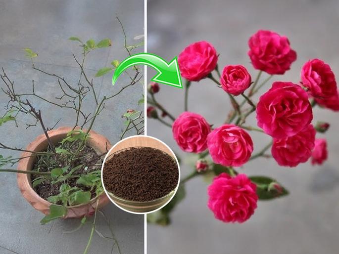 3 Magical Fertilizer For Increase Rose Plant Growth & Get More Big Size Flower how to increase rose plant flowers naturally organic fertilizer for rose plants | गुलाबाच्या रोपाला हवीत लालचुटुक सुगंधित फुलं? मातीत मिसळा ३ टाकाऊ पदार्थ - फुलांचा येईल बहर...