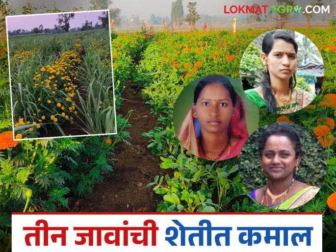 These three Women's in Radhanagari taluka are the famous farmers; Marigold cultivation done in sugarcane belt | राधानगरी तालुक्यातील या तीन जावांची चर्चा भारी; उसाच्या पट्ट्यात केली झेंडूची शेती These three Women's in Radhanagari taluka are the famous farmers; Marigold cultivation done in sugarcane belt | राधानगरी तालुक्यातील या तीन जावांची चर्चा भारी; उसाच्या पट्ट्यात केली झेंडूची शेती