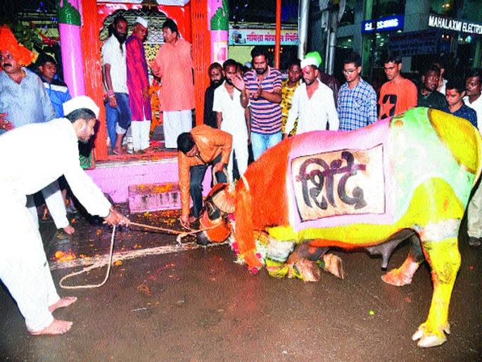 A procession of ray of sacrifice | बलिप्रतिपदानिमित्त रेड्यांची मिरवणूक A procession of ray of sacrifice | बलिप्रतिपदानिमित्त रेड्यांची मिरवणूक