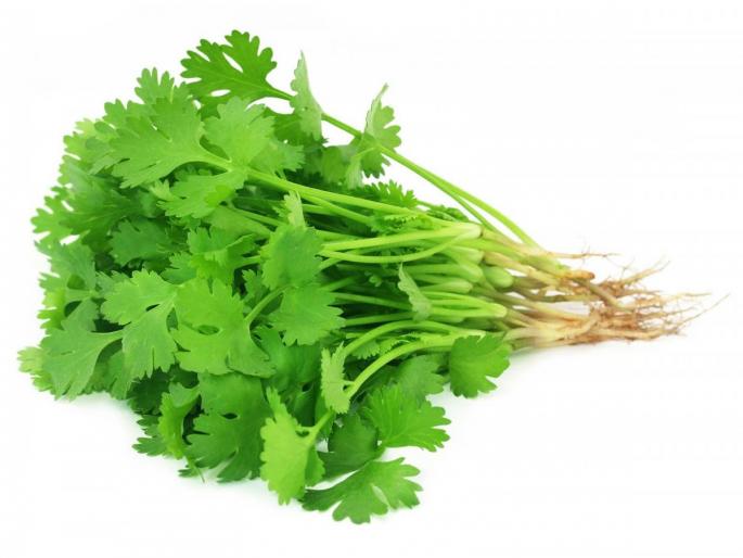  Incoming due to rainfall; Cilantro for 2 rupees Judy | पावसामुळे आवक घटली; कोथिंबीर १०० रु पये जुडी