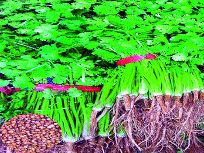 Vegetables are cheap yet expensive to retail | भाज्या स्वस्त तरीही किरकोळ विक्री महाग Vegetables are cheap yet expensive to retail | भाज्या स्वस्त तरीही किरकोळ विक्री महाग