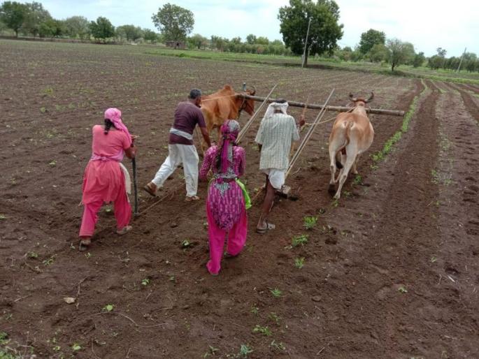 The wait for the bonus is over; Relief to farmers in kharif | बोनसची प्रतीक्षा संपली; खरिपात शेतकऱ्यांना दिलासा The wait for the bonus is over; Relief to farmers in kharif | बोनसची प्रतीक्षा संपली; खरिपात शेतकऱ्यांना दिलासा
