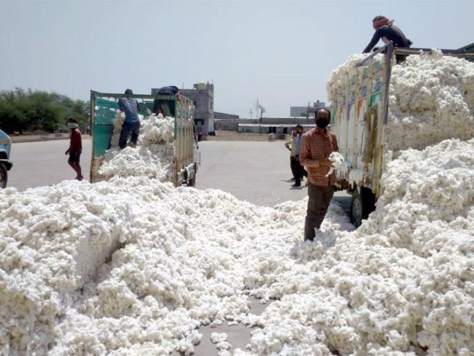 Buy quality cotton at rock bottom prices | दर्जेदार कापसाची कवडीमोल भावात खरेदी Buy quality cotton at rock bottom prices | दर्जेदार कापसाची कवडीमोल भावात खरेदी