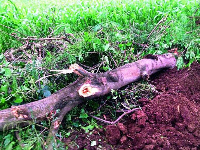 In case of tree tragedy, the FIR has been filed against the Panjrapal organization | वृक्षतोडप्रकरणी पांजरापोळ संस्थेवर गुन्हा दाखल In case of tree tragedy, the FIR has been filed against the Panjrapal organization | वृक्षतोडप्रकरणी पांजरापोळ संस्थेवर गुन्हा दाखल