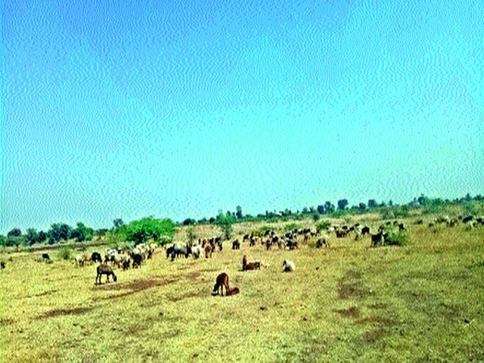 The sheep are eaten by slices of grass | मेंढ्यांना खाव्या लागतात मोकळ्या माळरानावरील वाळलेल्या गवताच्या काड्या The sheep are eaten by slices of grass | मेंढ्यांना खाव्या लागतात मोकळ्या माळरानावरील वाळलेल्या गवताच्या काड्या