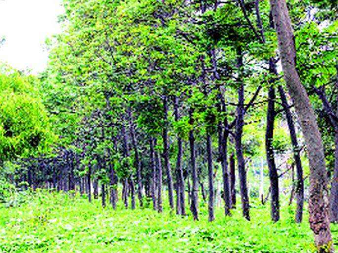  Reorganization of the Tree Authorization Committee | वृक्षप्राधिकरण समितीची पुनर्रचना