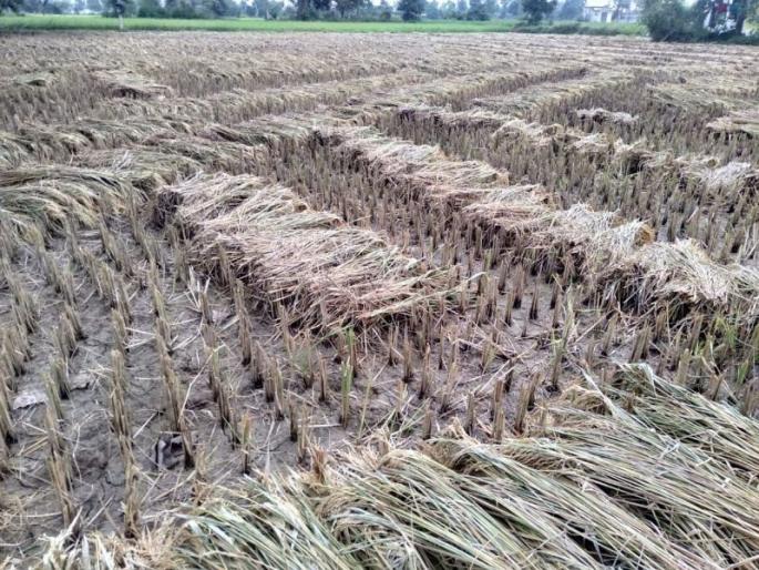 One thousand 20 villages affected by heavy rains are deprived of compensation due to lack of government registration | यवतमाळ जिल्ह्यातील एक हजार २० गावे सरकारी नाेंदीअभावी भरपाईपासून वंचित One thousand 20 villages affected by heavy rains are deprived of compensation due to lack of government registration | यवतमाळ जिल्ह्यातील एक हजार २० गावे सरकारी नाेंदीअभावी भरपाईपासून वंचित