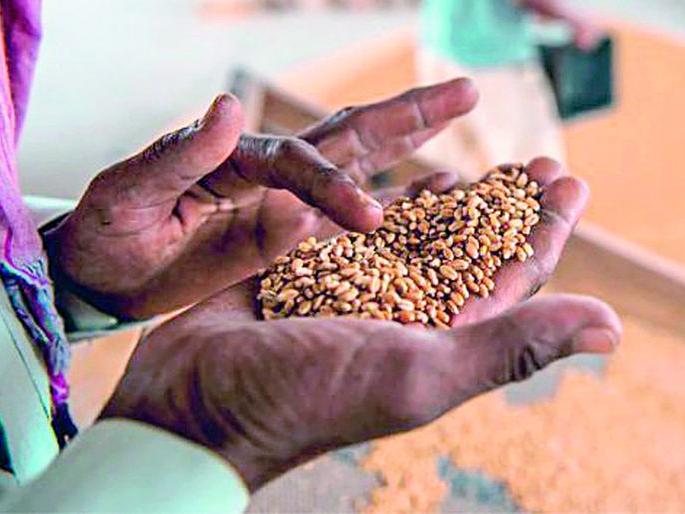 35 thousand quintals of wheat, gram seeds will be given as subsidy for Rabi | रबीसाठी अनुदानावर मिळणार 35 हजार क्विंटल गहू, हरभरा बियाणे 35 thousand quintals of wheat, gram seeds will be given as subsidy for Rabi | रबीसाठी अनुदानावर मिळणार 35 हजार क्विंटल गहू, हरभरा बियाणे