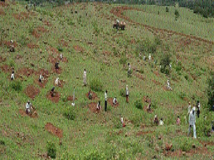 Challenging the Forest Forest Department to save forests due to the pouring of rain | पावसाने ओढ दिल्यामुळे वनराई वाचवण्याचे वन विभागापुढे आव्हान Challenging the Forest Forest Department to save forests due to the pouring of rain | पावसाने ओढ दिल्यामुळे वनराई वाचवण्याचे वन विभागापुढे आव्हान