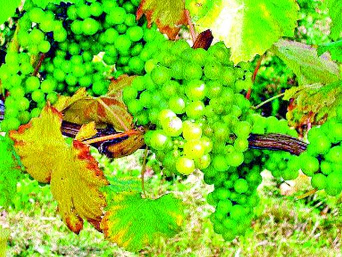 Vermicomposting due to environmental change | वातावरण बदलामुळे द्राक्षबागांवर किटकांचा प्रादुर्भाव Vermicomposting due to environmental change | वातावरण बदलामुळे द्राक्षबागांवर किटकांचा प्रादुर्भाव