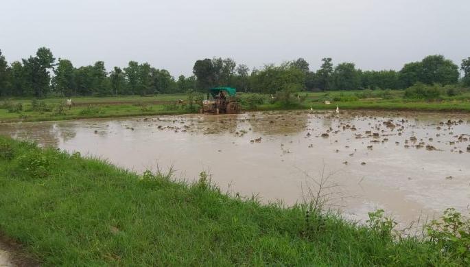 Rain in Vidarbha; Life disrupted, crops regenerated | विदर्भात संततधार; जनजीवन विस्कळित, पिकांना संजीवनी Rain in Vidarbha; Life disrupted, crops regenerated | विदर्भात संततधार; जनजीवन विस्कळित, पिकांना संजीवनी