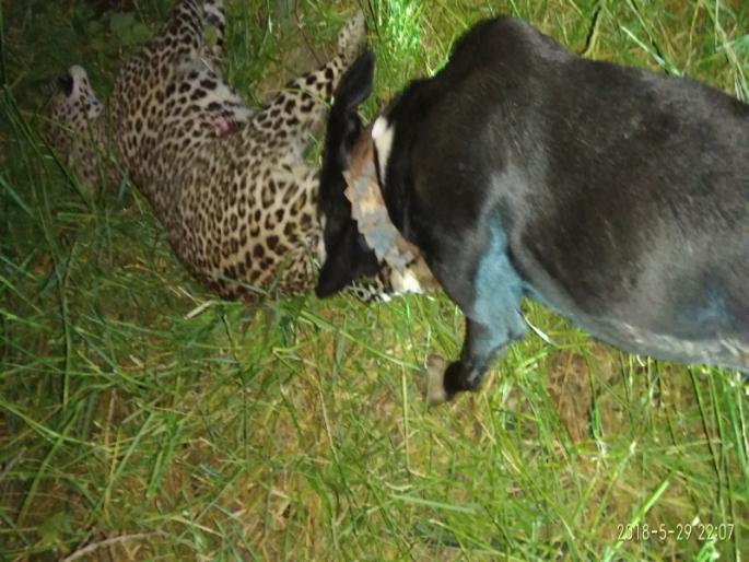 dogs crash leopard panic, leopard seriously injured | जुन्नर येथे पाळीव कुत्र्यांनी मोडली बिबट्याची दहशत , बिबट्या गंभीर जखमी dogs crash leopard panic, leopard seriously injured | जुन्नर येथे पाळीव कुत्र्यांनी मोडली बिबट्याची दहशत , बिबट्या गंभीर जखमी