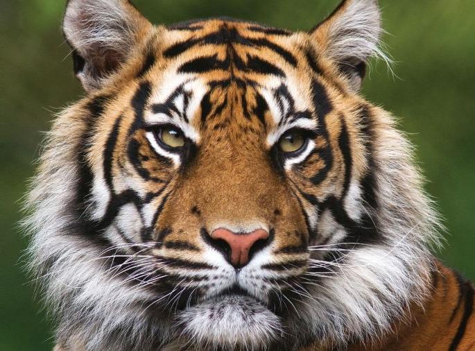 From October 1, Tadoba is open to tourists | १ ऑक्टोबरपासून ताडोबा पर्यटकांसाठी खुले