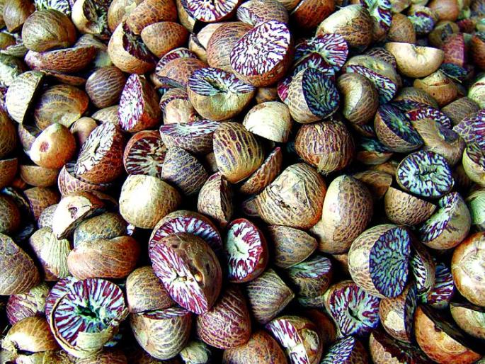Betal nut of 20 crores seized in Nagpur | नागपुरात २० कोटींची सुपारी जप्त