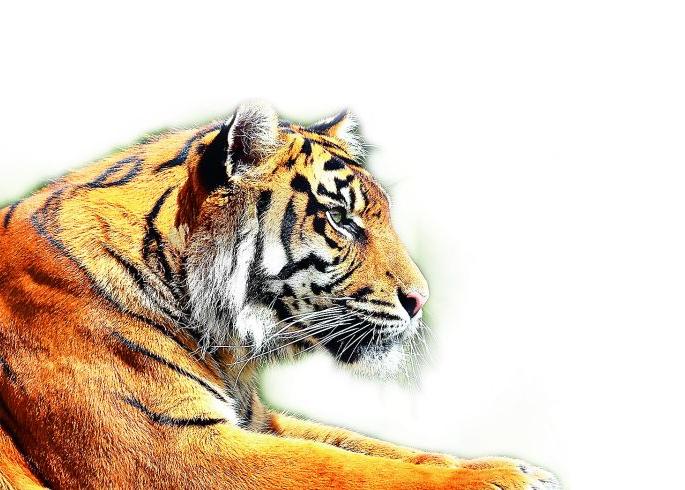 With tigers the forest areas of the state also increased | राज्यातले वनक्षेत्र अन वाघही वाढले