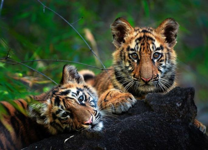 In which forest should Avni's chicks be released? Questions before the Forest Department | अवनीच्या पिलांना कोणत्या जंगलात सोडायचे? वन विभागासमोर प्रश्न