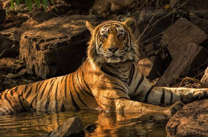 Tigers from Vidarbha will migrate to Sahyadri | विदर्भातील वाघांचे सह्याद्रीत होणार स्थलांतर Tigers from Vidarbha will migrate to Sahyadri | विदर्भातील वाघांचे सह्याद्रीत होणार स्थलांतर